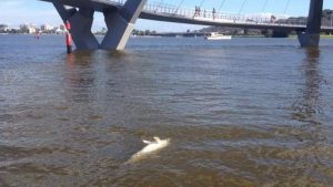 dolphins in the contaminated swan river