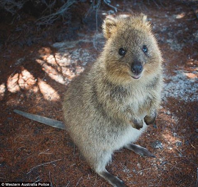 quokka that went for an adventure in a skip bin